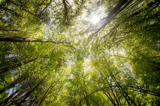 Mais de 3.000 Árvores Plantadas: O Impacto da Leva-Me-Contigo na Sustentabilidade